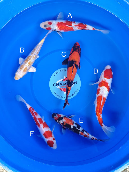 Koi fish for sale — 23-28 cm Ogata Ginrin Showa at ChampKoi