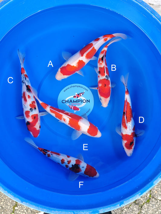 Koi fish for sale — 23-28 cm Ogata Kohaku at ChampKoi