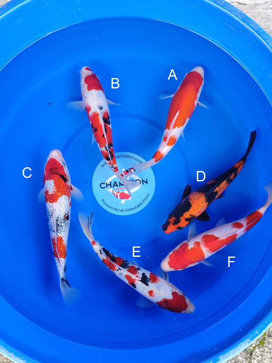 Koi fish for sale — 23-28 cm Ogata Kohaku at ChampKoi