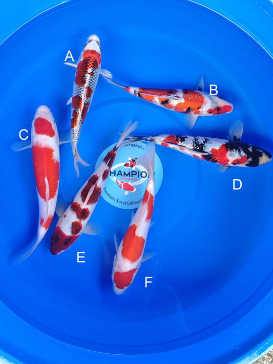 Koi fish for sale — 23-28 cm Ogata Kujaku at ChampKoi