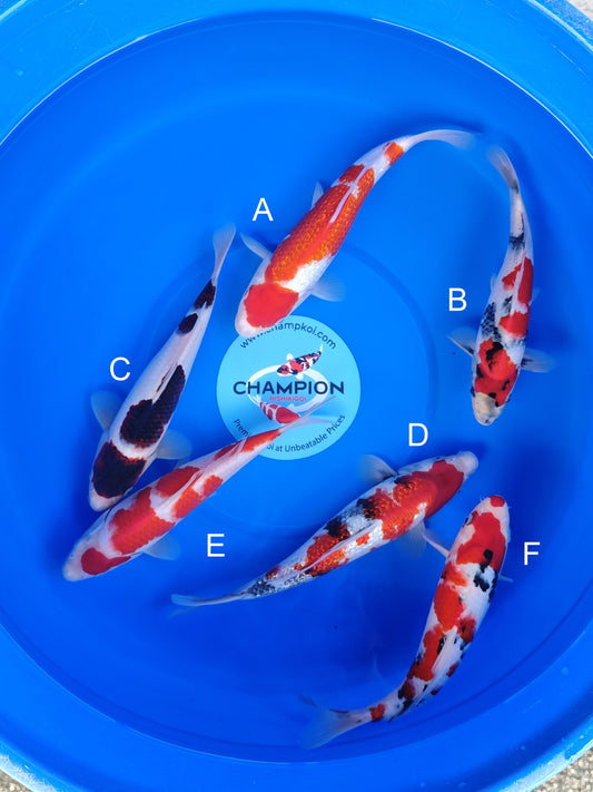Koi fish for sale — 23-28 cm Ogata Ginrin Kohaku at ChampKoi