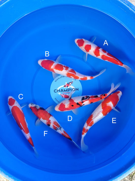 Koi fish for sale — 23-28 cm Ogata Kohaku at ChampKoi