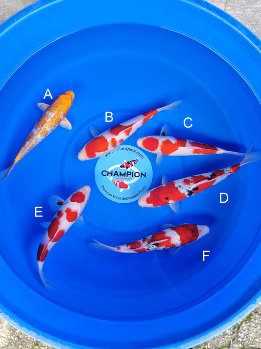 Koi fish for sale — 23-28 cm Ogata Ginrin Hariwake at ChampKoi
