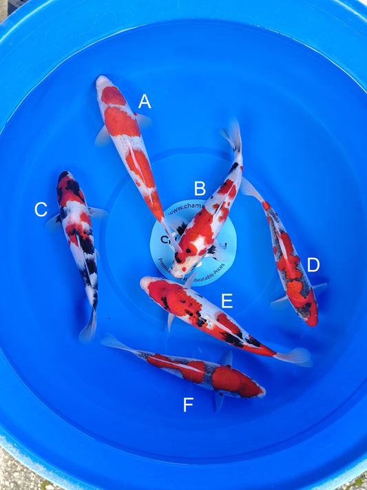 Koi fish for sale — 23-28 cm Ogata Goshiki at ChampKoi