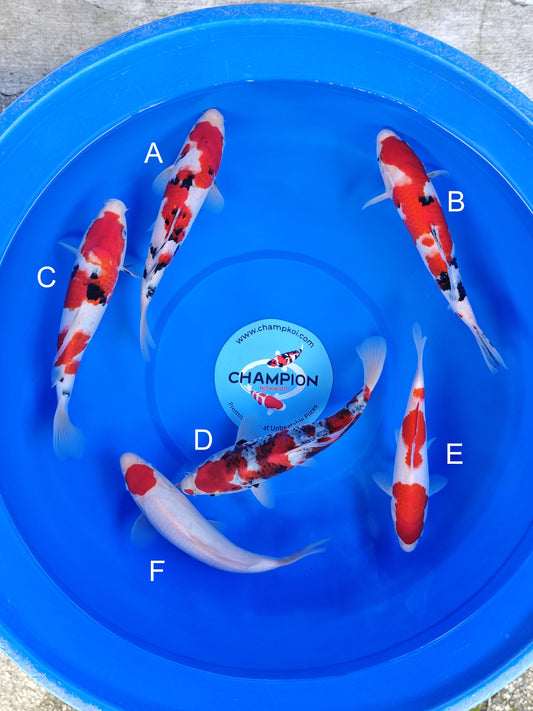 Koi fish for sale — 23-28 cm Ogata Sanke at ChampKoi