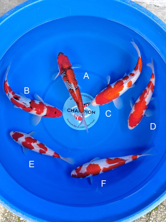 Koi fish for sale — 23-28 cm Ogata Goshike at ChampKoi