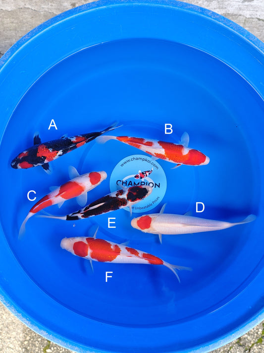 Koi fish for sale — 23-28 cm Ogata Ginrin Showa at ChampKoi