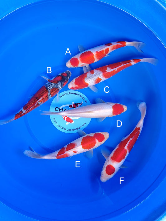 Koi fish for sale — 23-28 cm Ogata Kohaku at ChampKoi