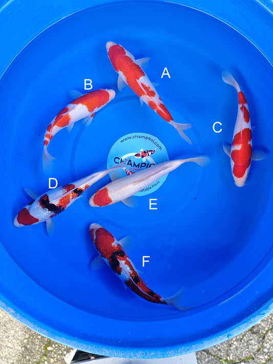 Koi fish for sale — 23-28 cm Ogata Kohaku at ChampKoi