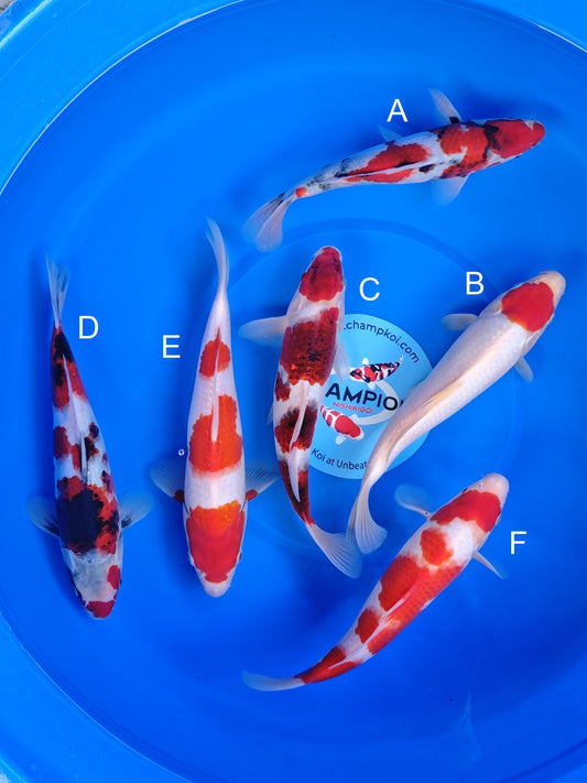 Koi fish for sale — 23-28 cm Ogata Showa at ChampKoi