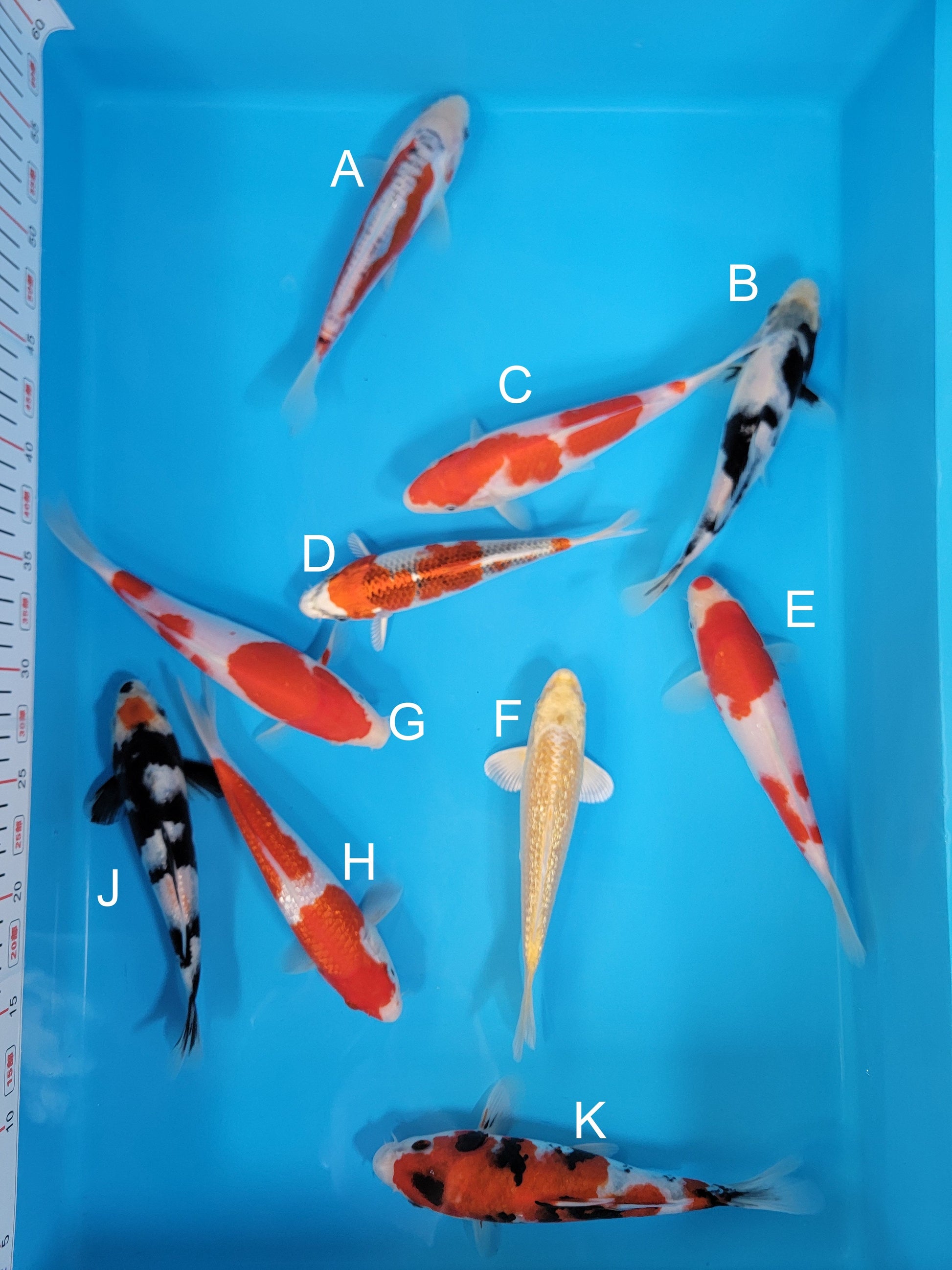 Koi fish for sale — 19-22 cm Ogata Shusui at ChampKoi