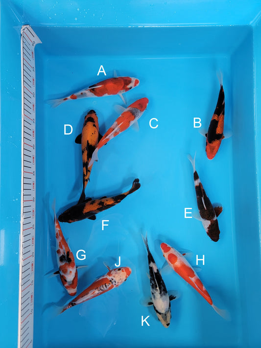 Koi fish for sale — 19-22 cm Ogata Showa at ChampKoi
