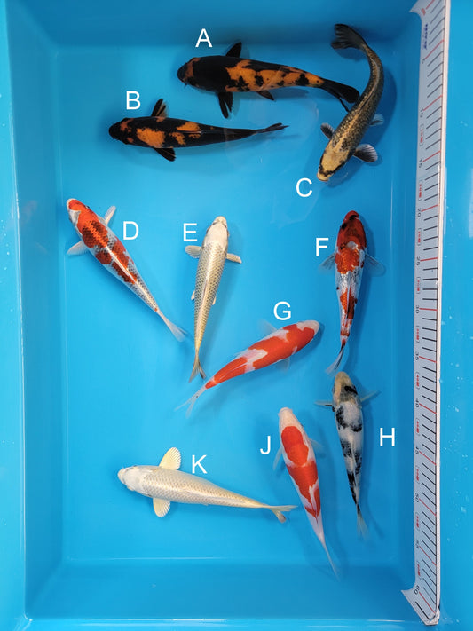 Koi fish for sale — 19-22 cm Ogata Hi Utsuri at ChampKoi