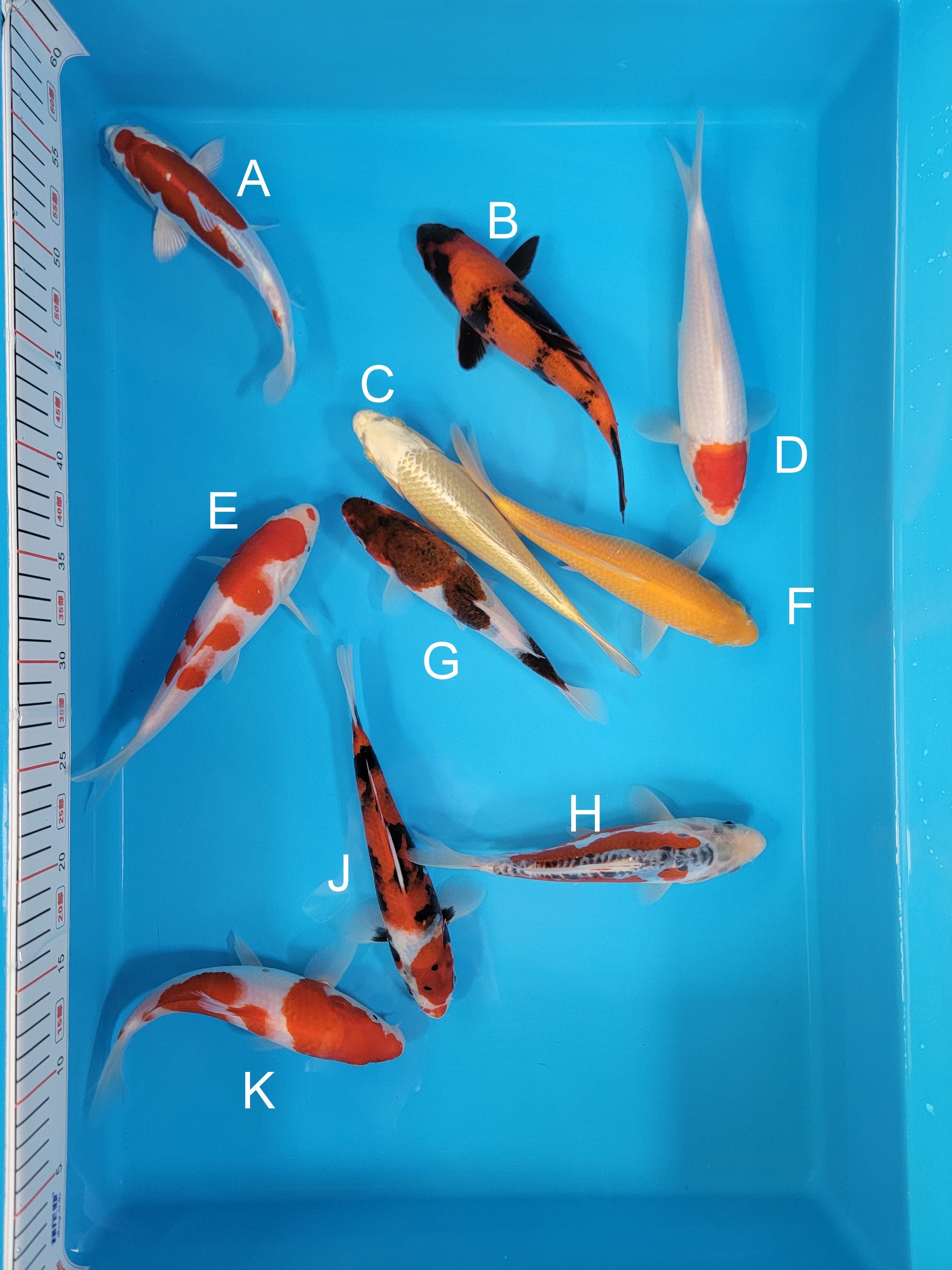 Koi fish for sale — 19-22 cm Ogata Kikokuryu at ChampKoi