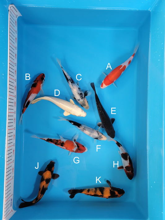 Koi fish for sale — 19-22 cm Ogata Kohaku at ChampKoi