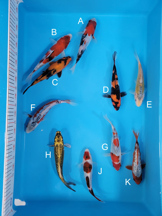 Koi fish for sale — 19-22 cm Ogata Showa at ChampKoi
