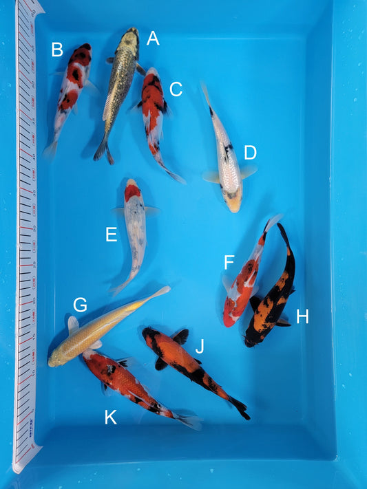 Koi fish for sale — 19-22 cm Ogata Ginrin Mukashi Ogon at ChampKoi