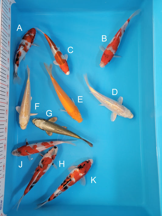Koi fish for sale — 19-22 cm Ogata Showa at ChampKoi
