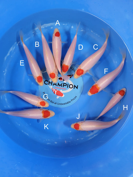 Koi fish for sale — 12-16 cm Taniguchi Tancho Kohaku at ChampKoi