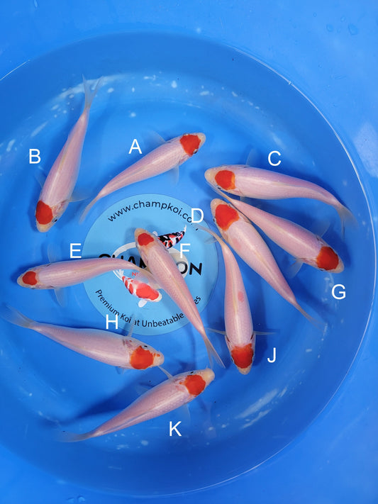 Koi fish for sale — 12-16 cm Taniguchi Tancho Kohaku at ChampKoi