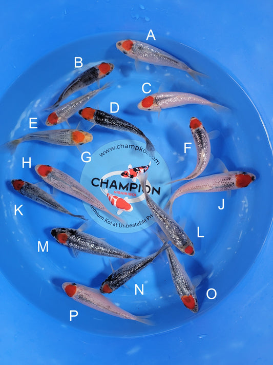 Koi fish for sale — 10-13 cm Taniguchi Ginrin Tancho Goshiki at ChampKoi