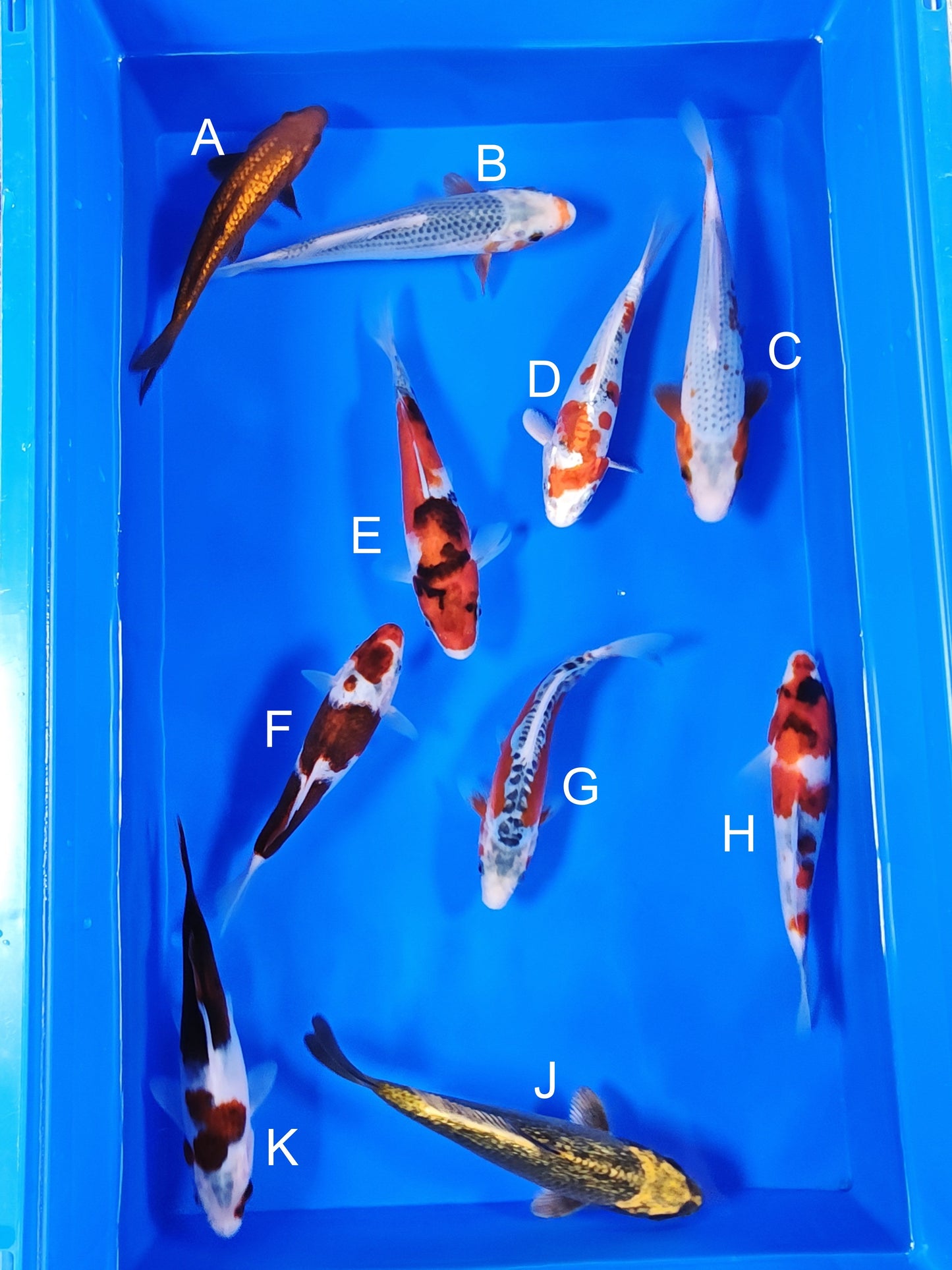 Ogata Ginrin Chagoi koi for sale — 18-21 cm at ChampKoi