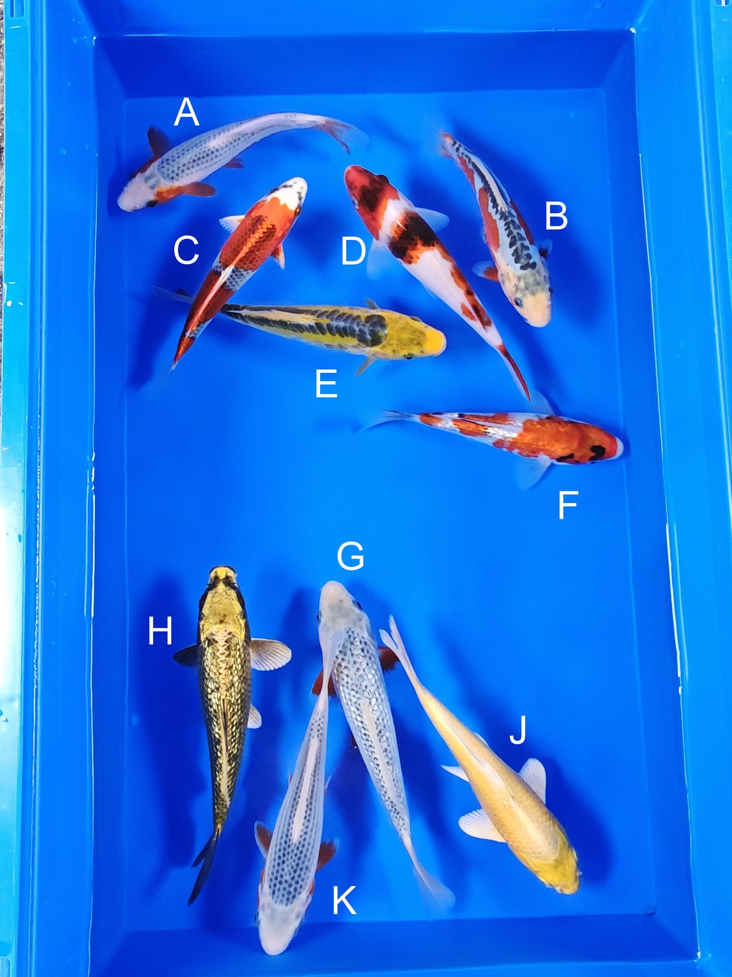 Ogata Asagi koi for sale — 18-21 cm at ChampKoi