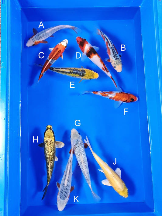 Ogata Asagi koi for sale — 18-21 cm at ChampKoi