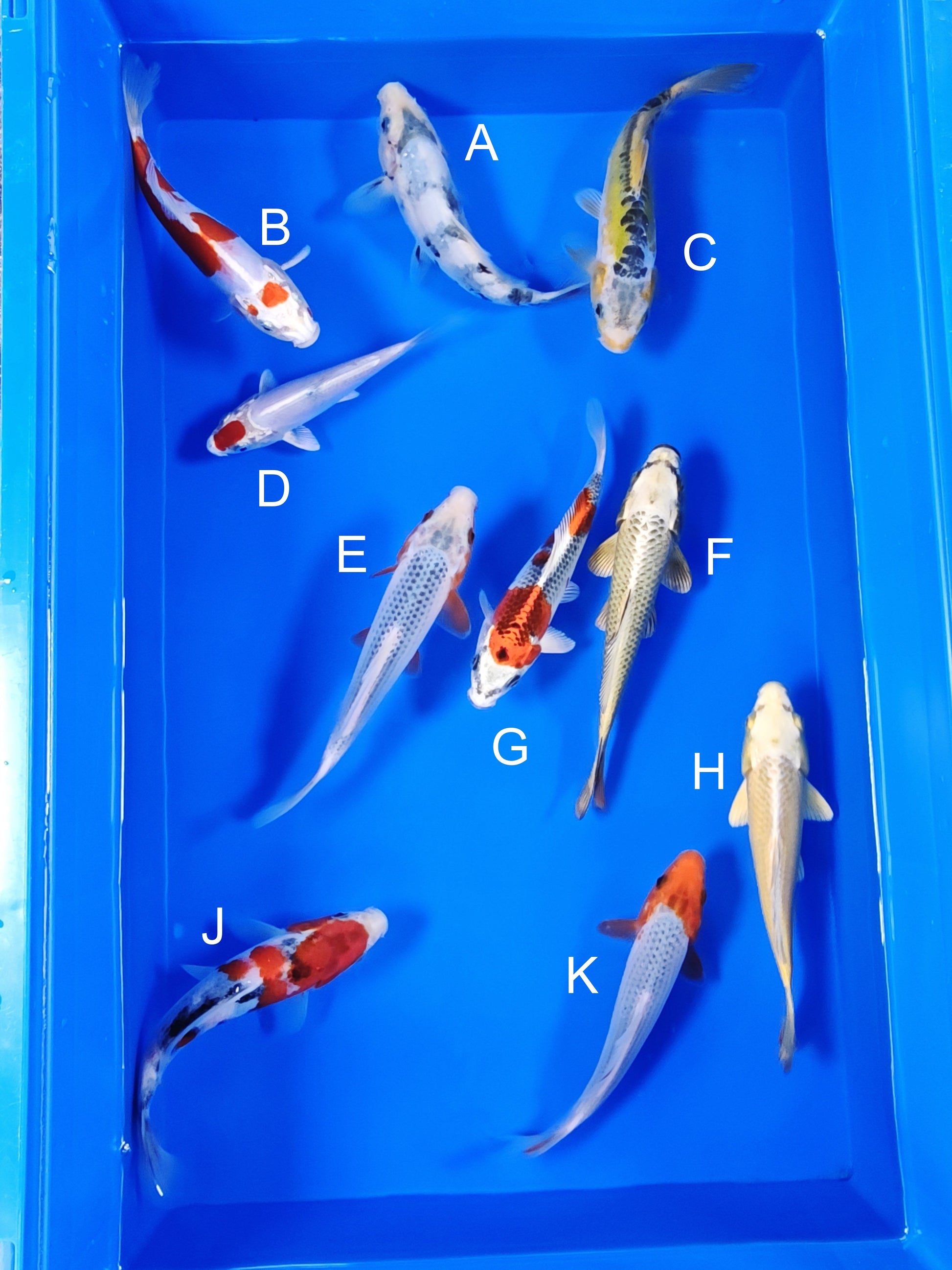 Ogata Shiro Utsuri koi for sale — 18-21 cm at ChampKoi