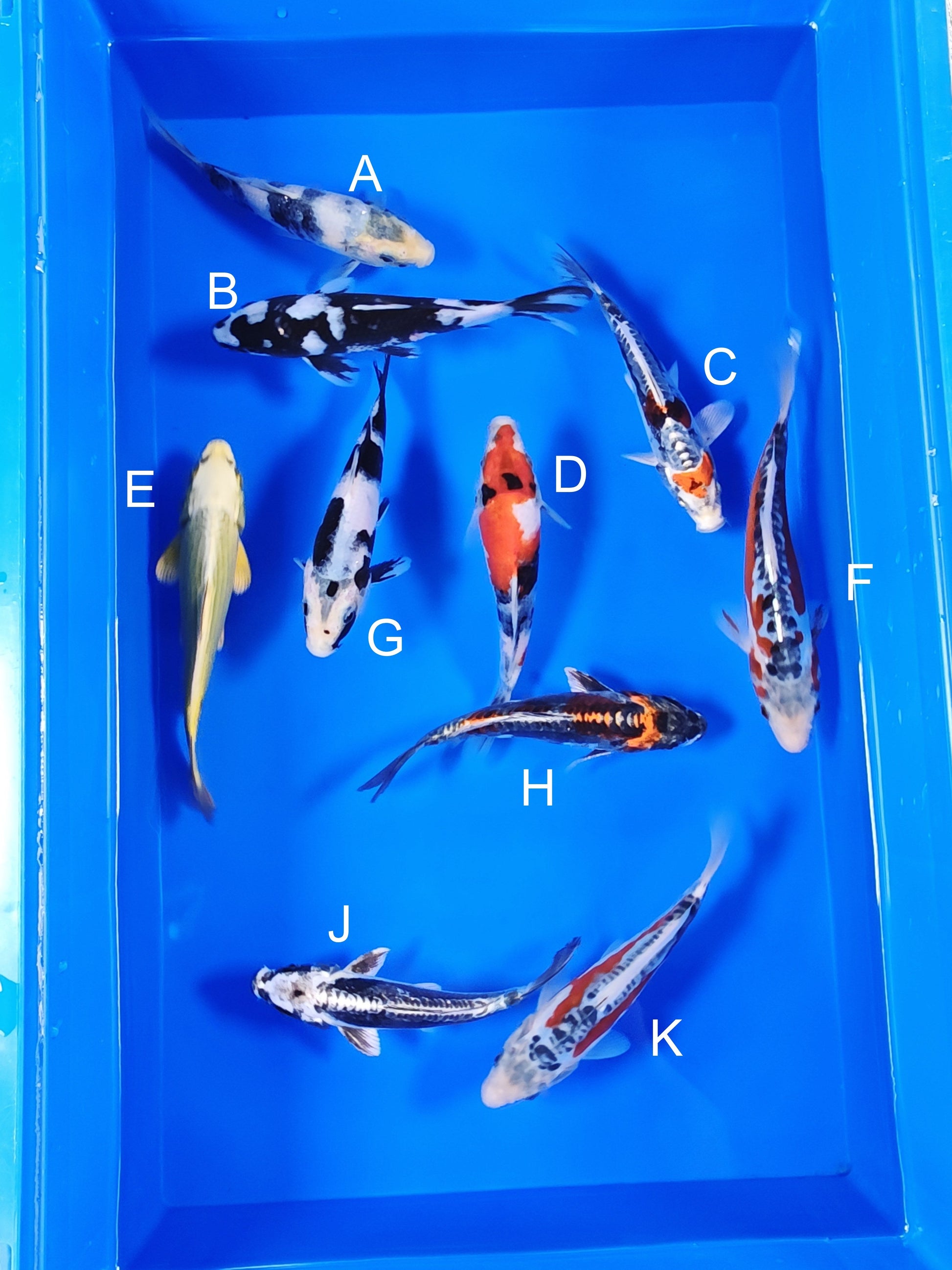 Ogata Shiro Utsuri koi for sale — 18-21 cm at ChampKoi