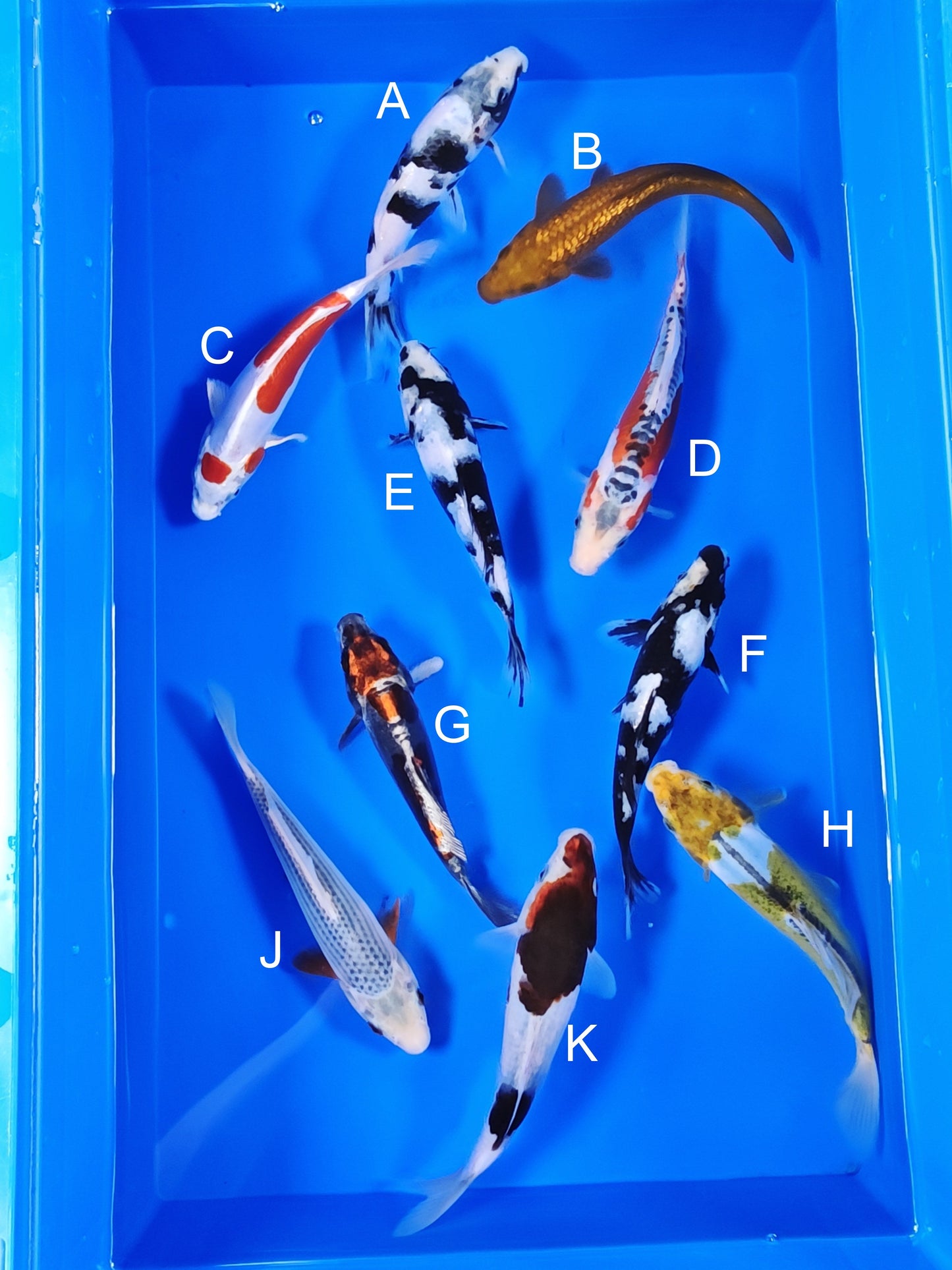 Ogata Shiro Utsuri koi for sale — 18-21 cm at ChampKoi