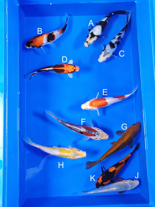 Ogata Shiro Utsuri koi for sale — 18-21 cm at ChampKoi