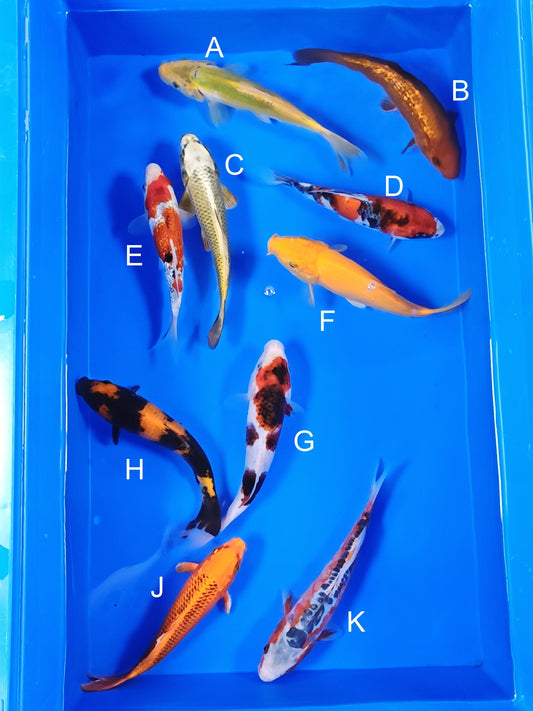 Ogata Aya Wakaba koi for sale — 18-21 cm at ChampKoi