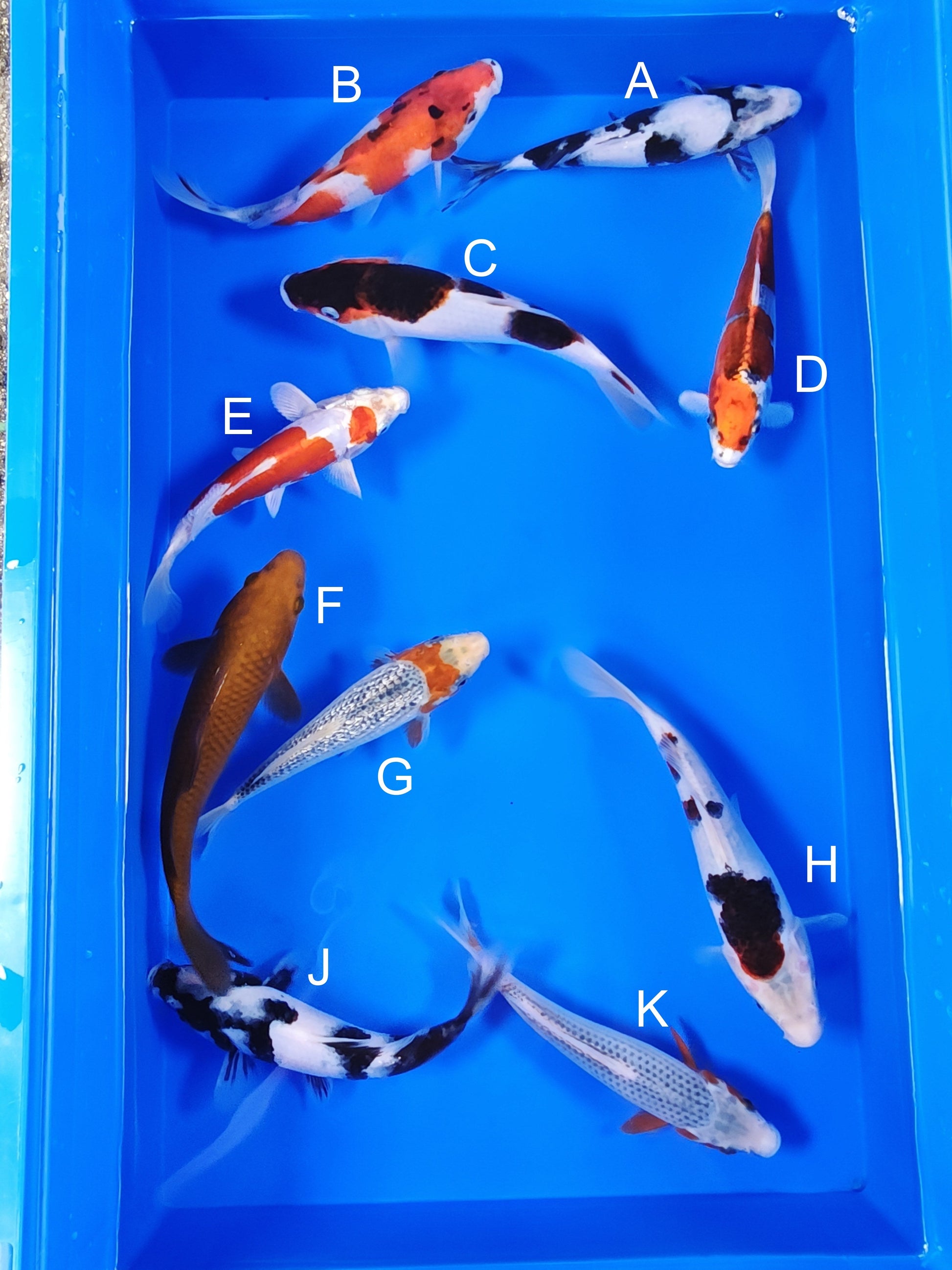 Ogata Shiro Utsuri koi for sale — 18-21 cm at ChampKoi