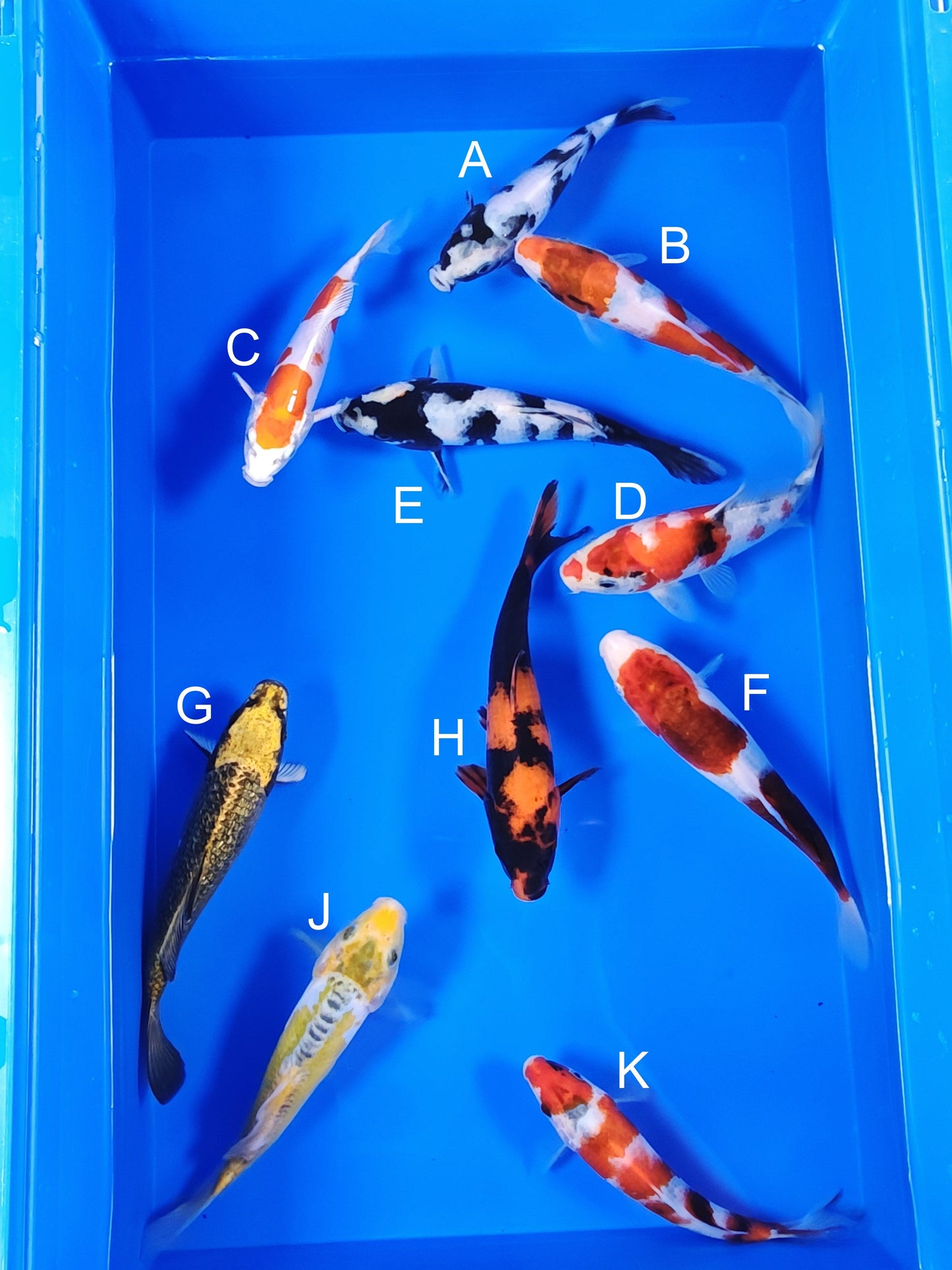 Ogata Shiro Utsuri koi for sale — 18-21 cm at ChampKoi