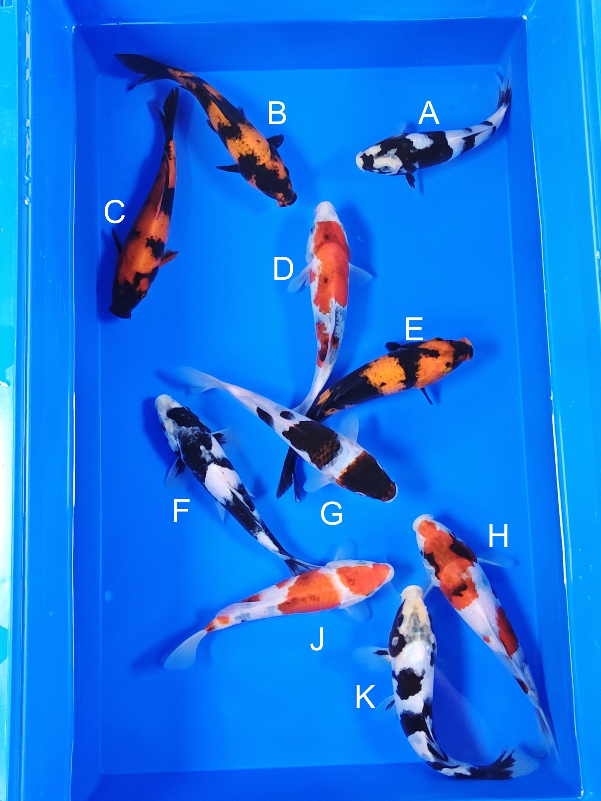 Ogata Shiro Utsuri koi for sale — 18-21 cm at ChampKoi