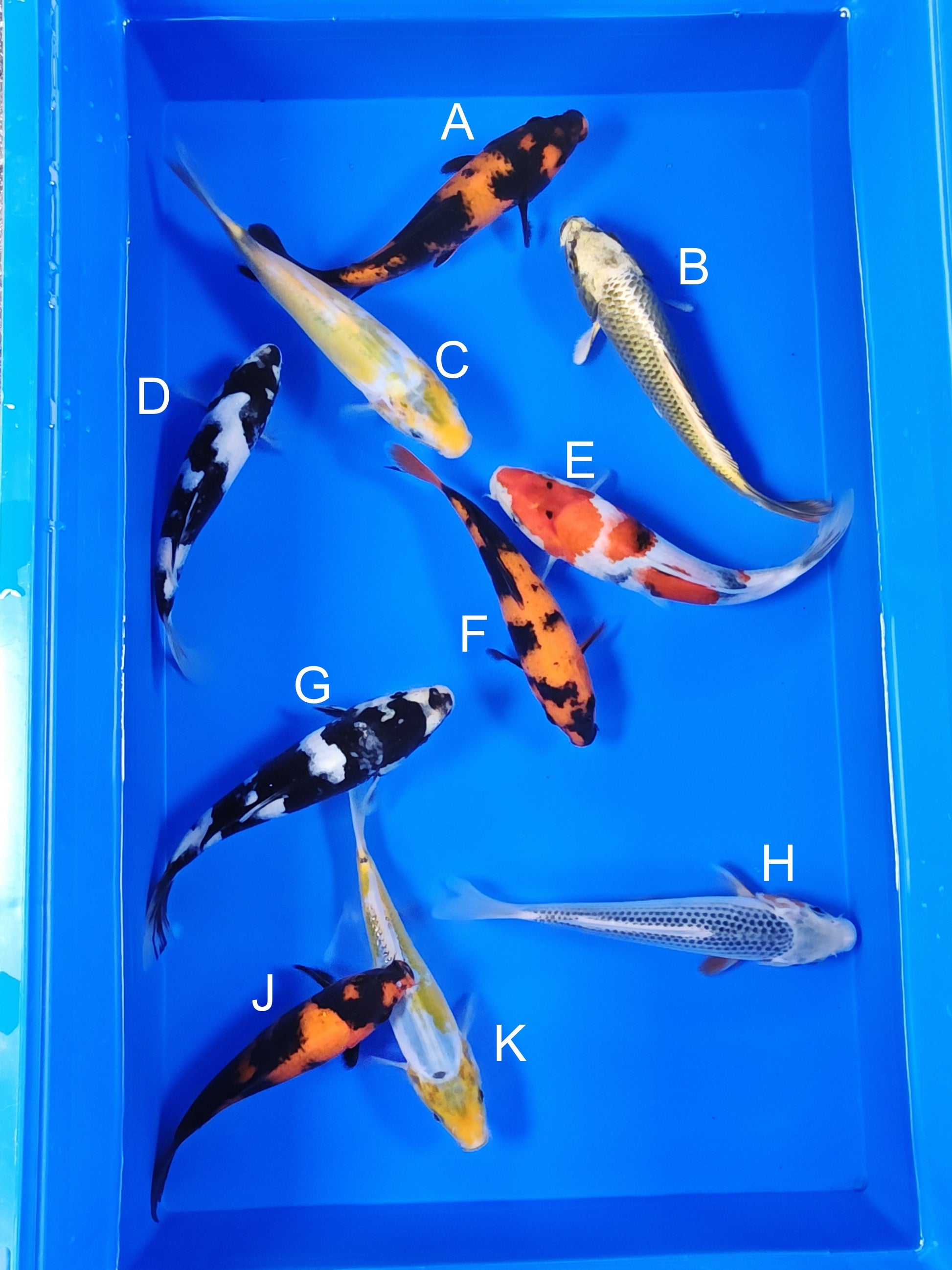 Ogata Hi Utsuri koi for sale — 18-21 cm at ChampKoi