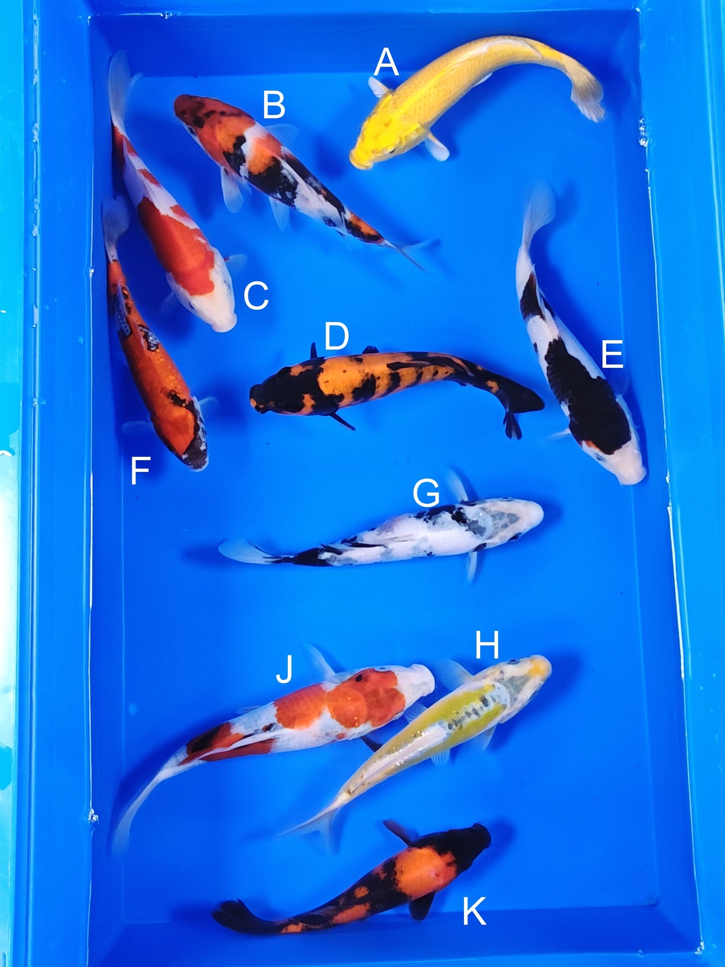 Ogata Yamabuki Ogon koi for sale — 18-21 cm at ChampKoi