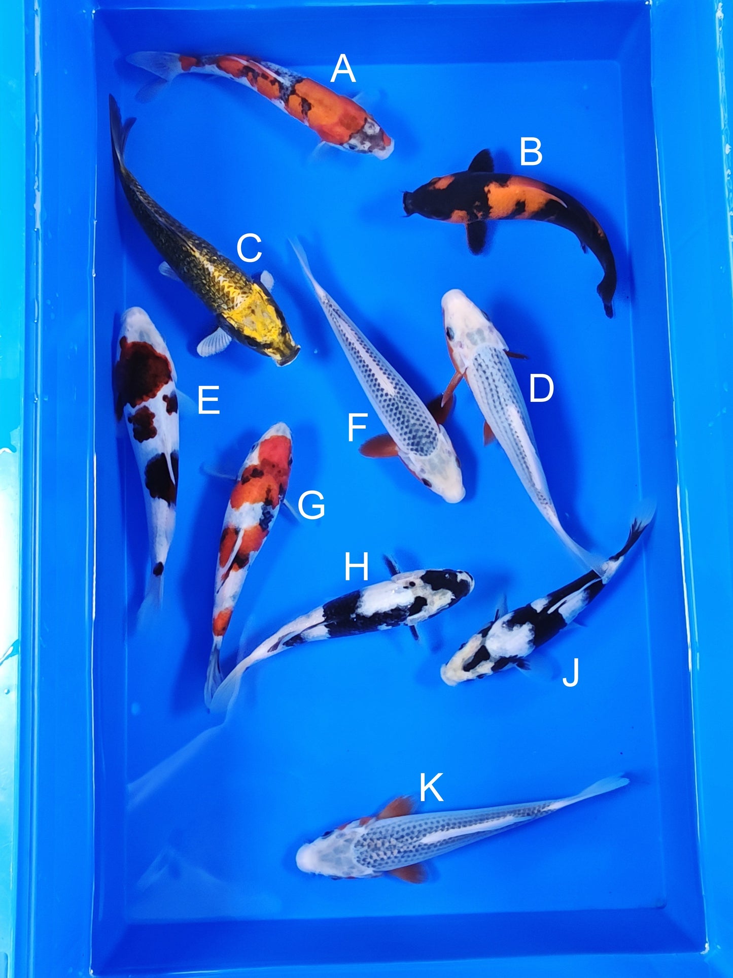 Ogata Goshiki koi for sale — 18-21 cm at ChampKoi