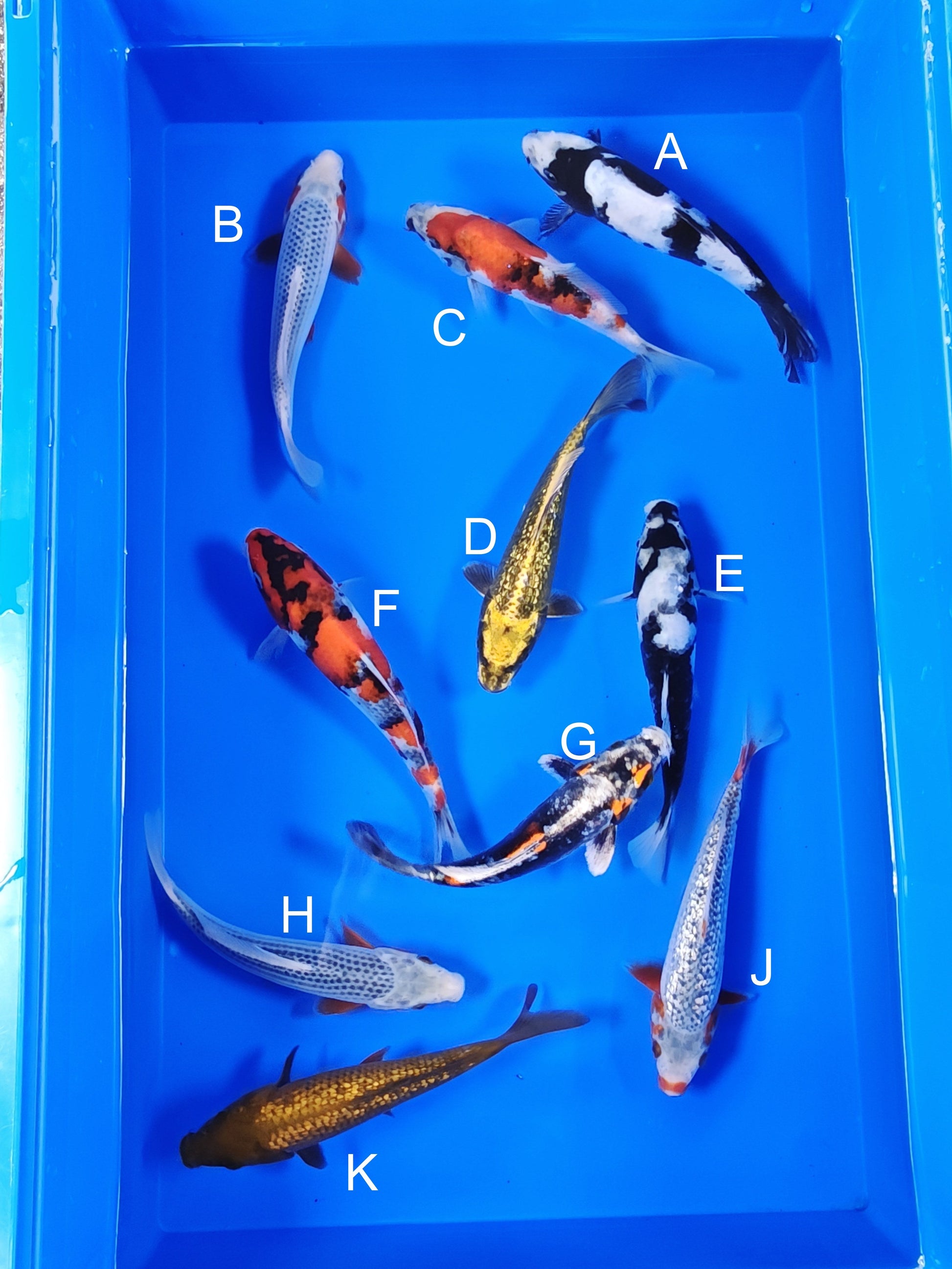 Ogata Shiro Utsuri koi for sale — 18-21 cm at ChampKoi