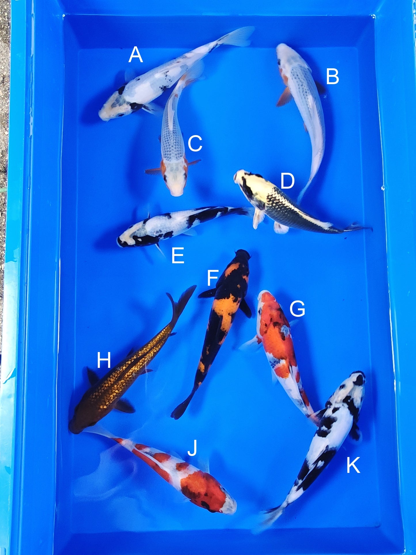 Ogata Shiro Utsuri koi for sale — 18-21 cm at ChampKoi