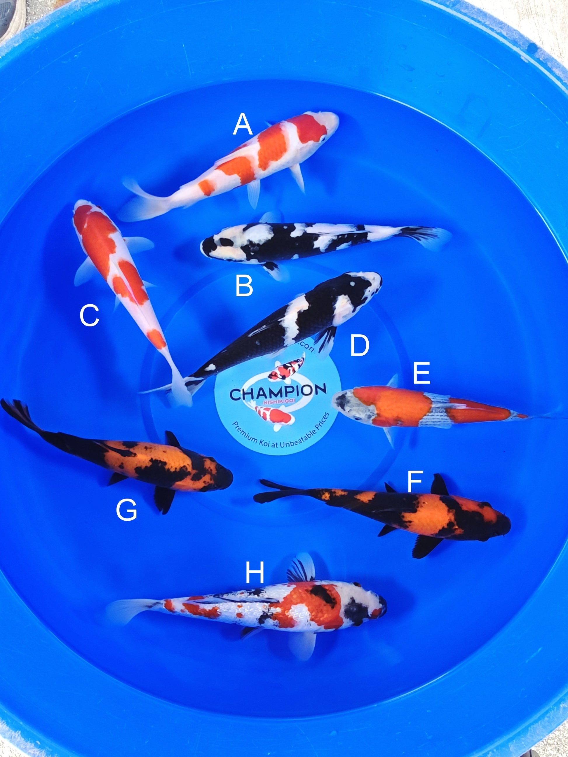 Ogata Kohaku koi for sale — 22-25 cm at ChampKoi