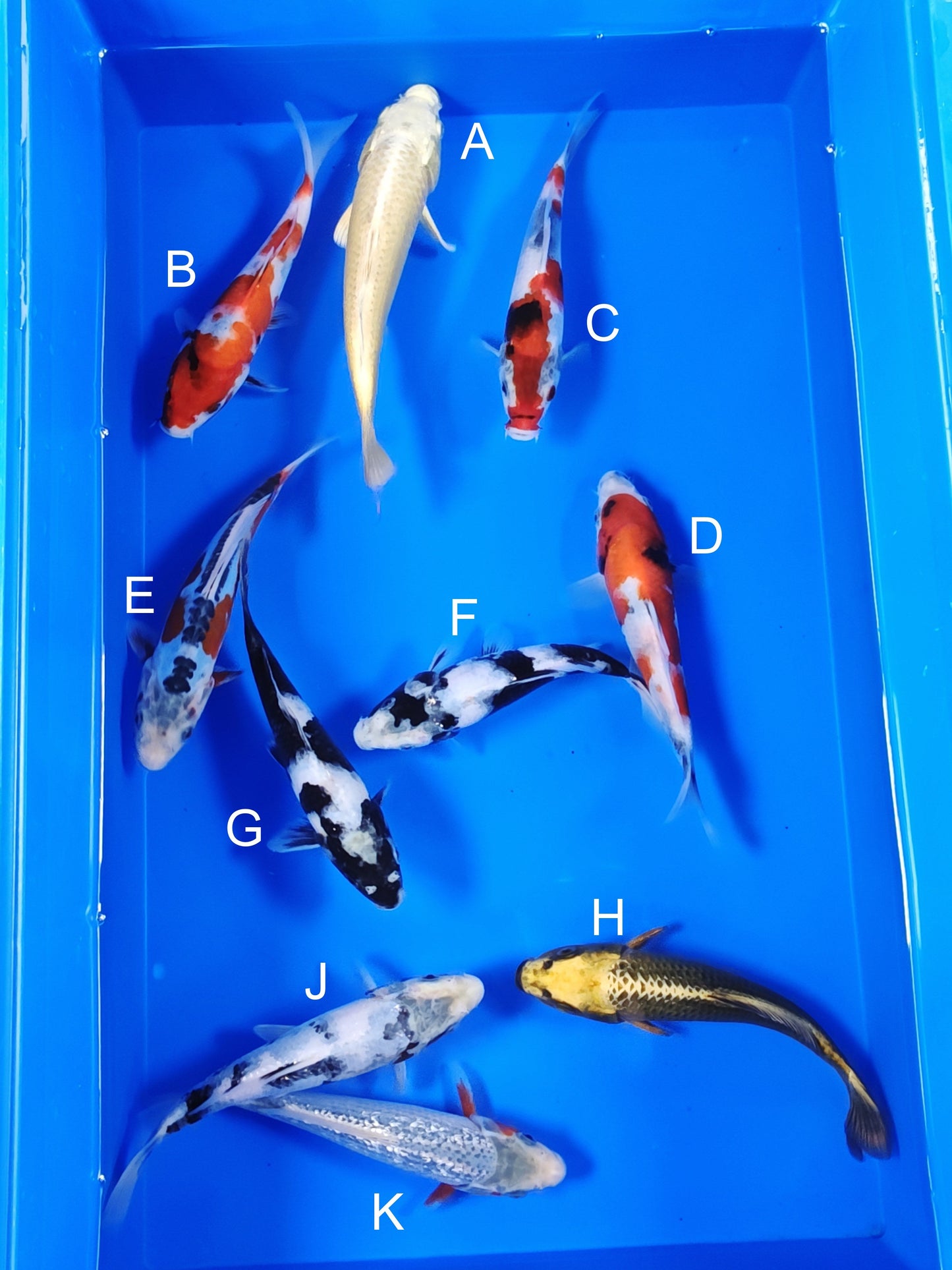Ogata Yamabuki Ogon koi for sale — 18-21 cm at ChampKoi