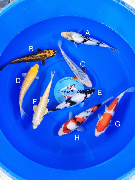 Ogata Ginrin Shiro Utsuri koi for sale — 22-27 cm at ChampKoi