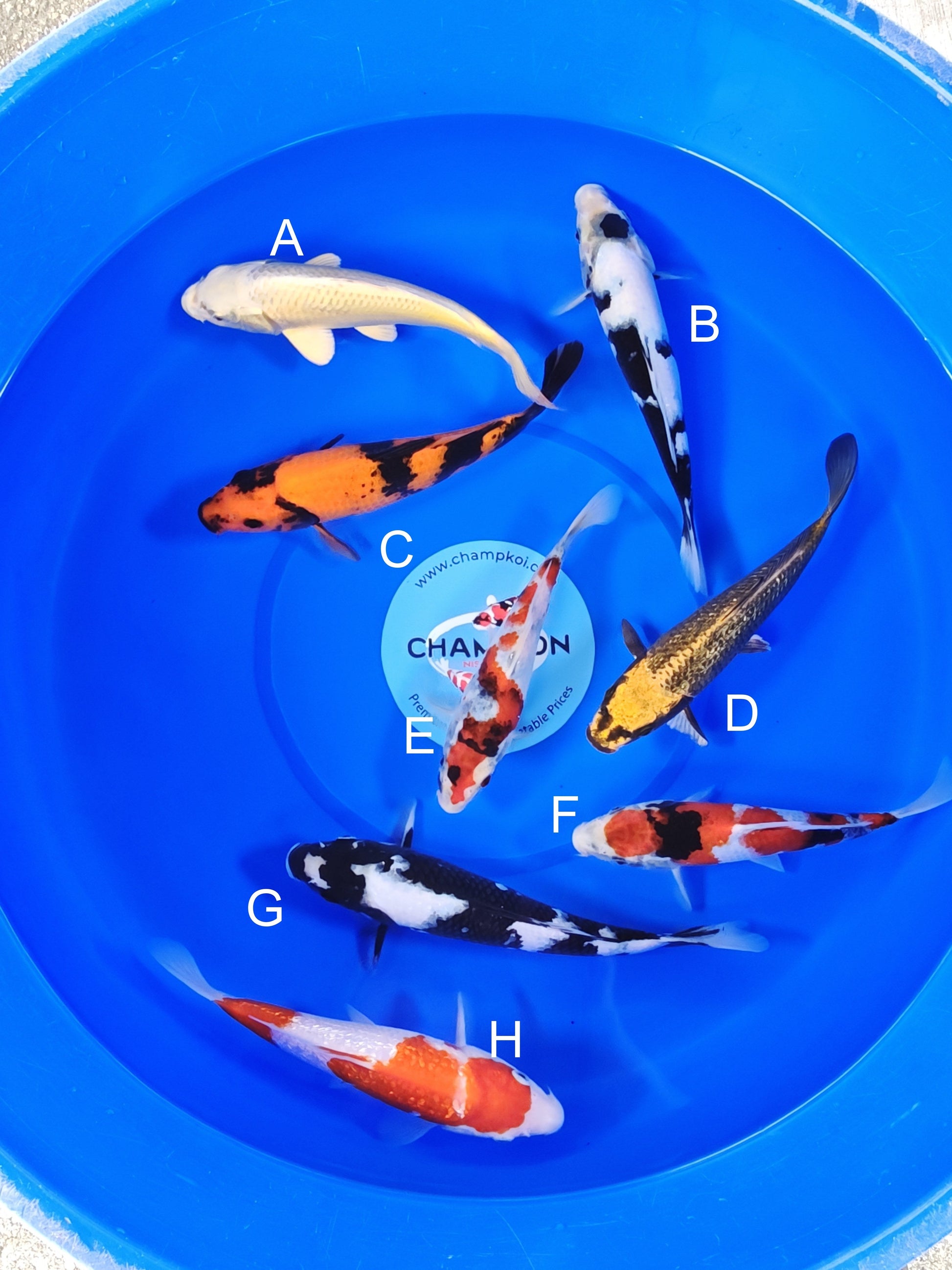 Ogata Yamabuki Ogon koi for sale — 22-27 cm at ChampKoi
