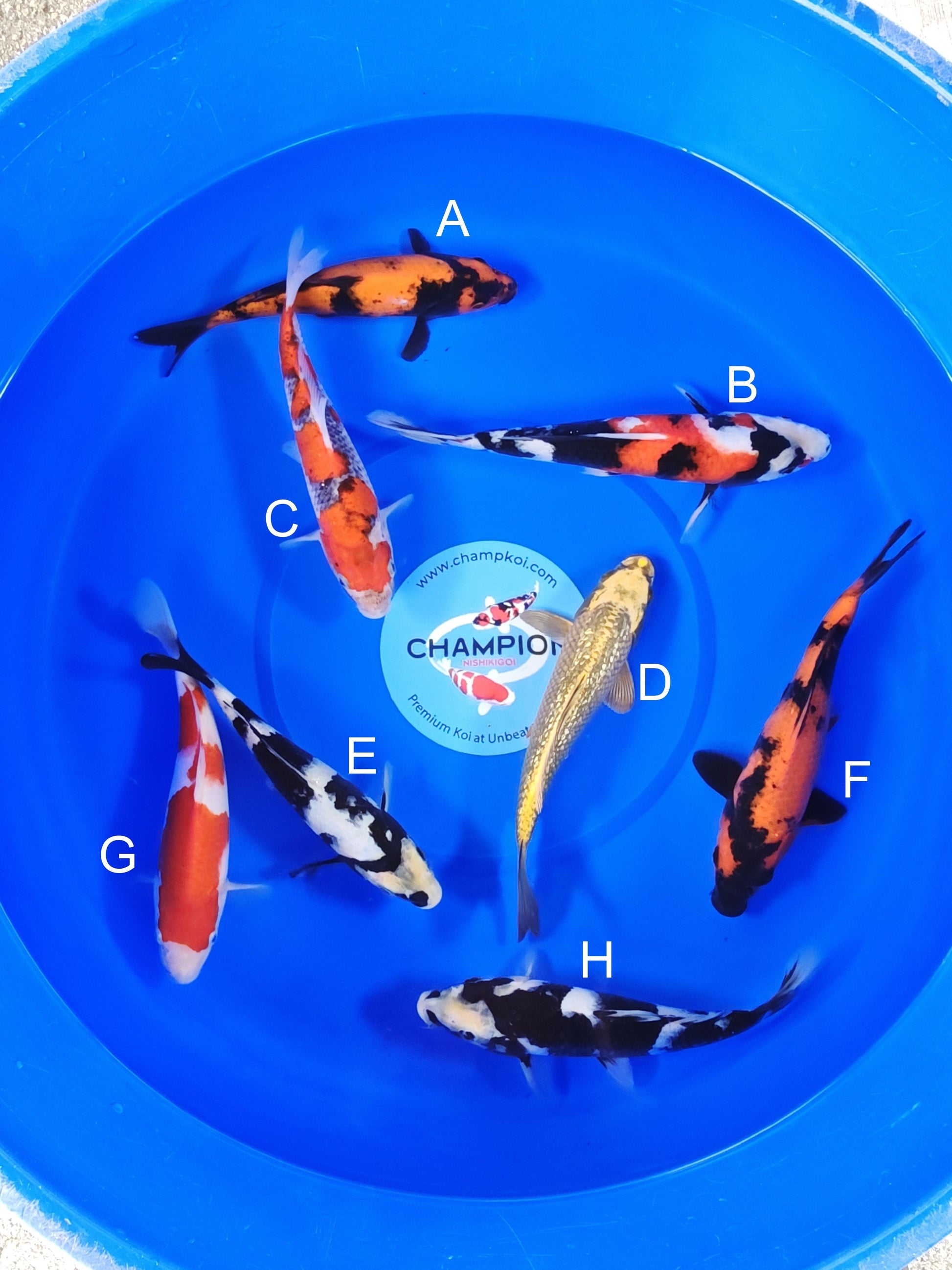 Ogata Hi Utsuri koi for sale — 22-27 cm at ChampKoi