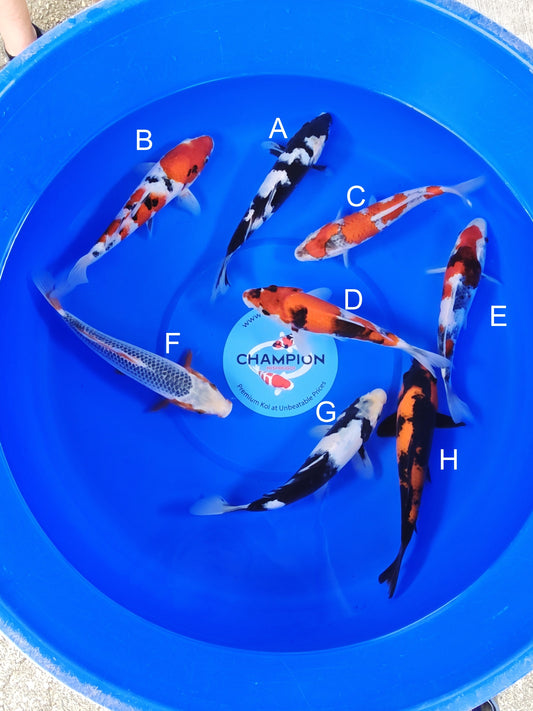 Ogata Shiro Utsuri koi for sale — 22-27 cm at ChampKoi