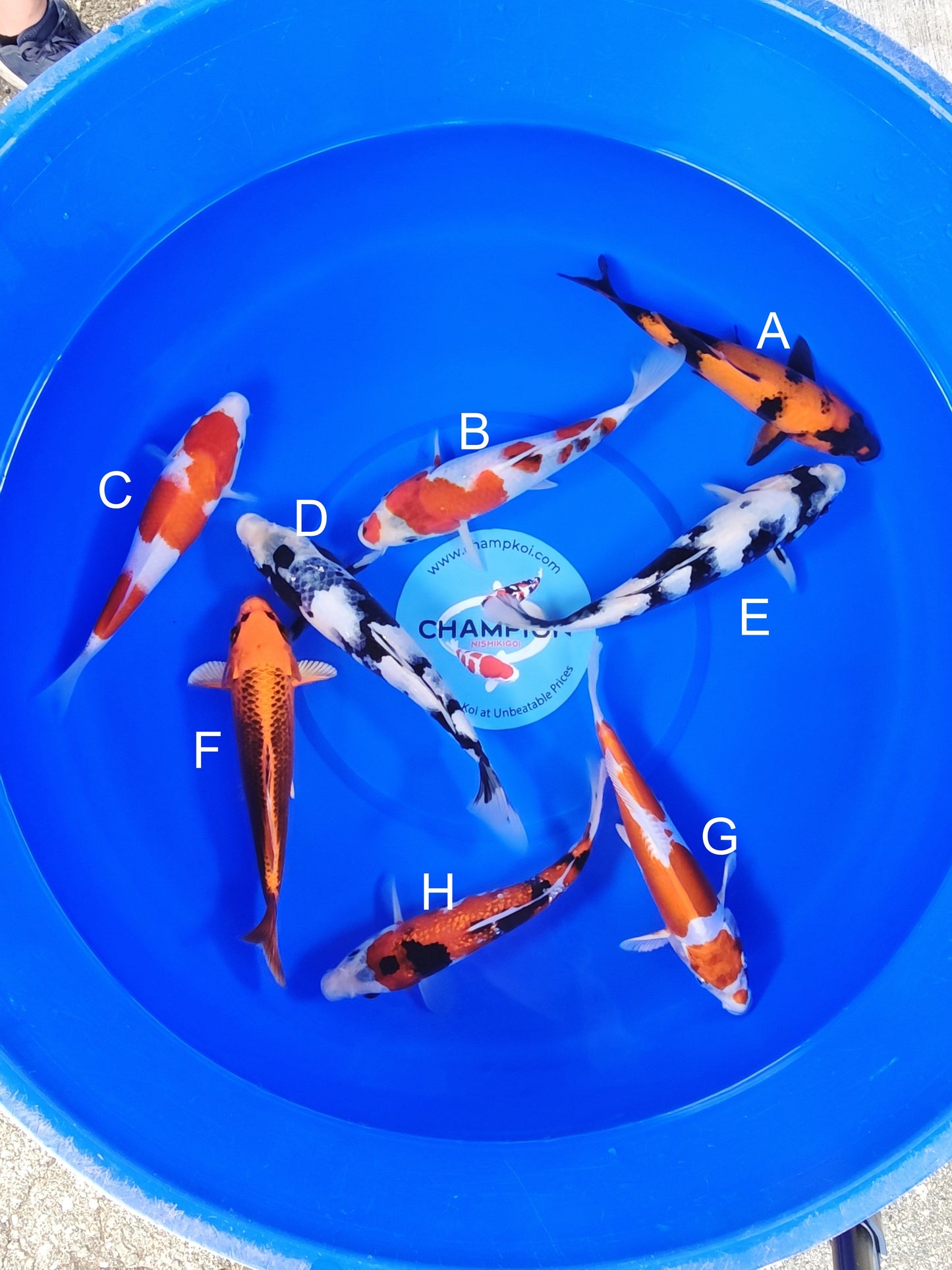 Ogata Hi Utsuri koi for sale — 22-27 cm at ChampKoi