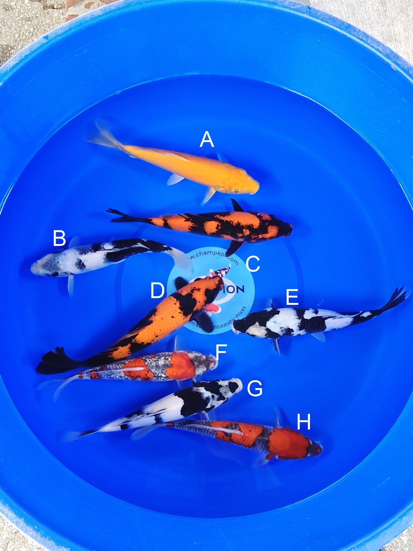 Ogata Karashigoi koi for sale — 22-27 cm at ChampKoi