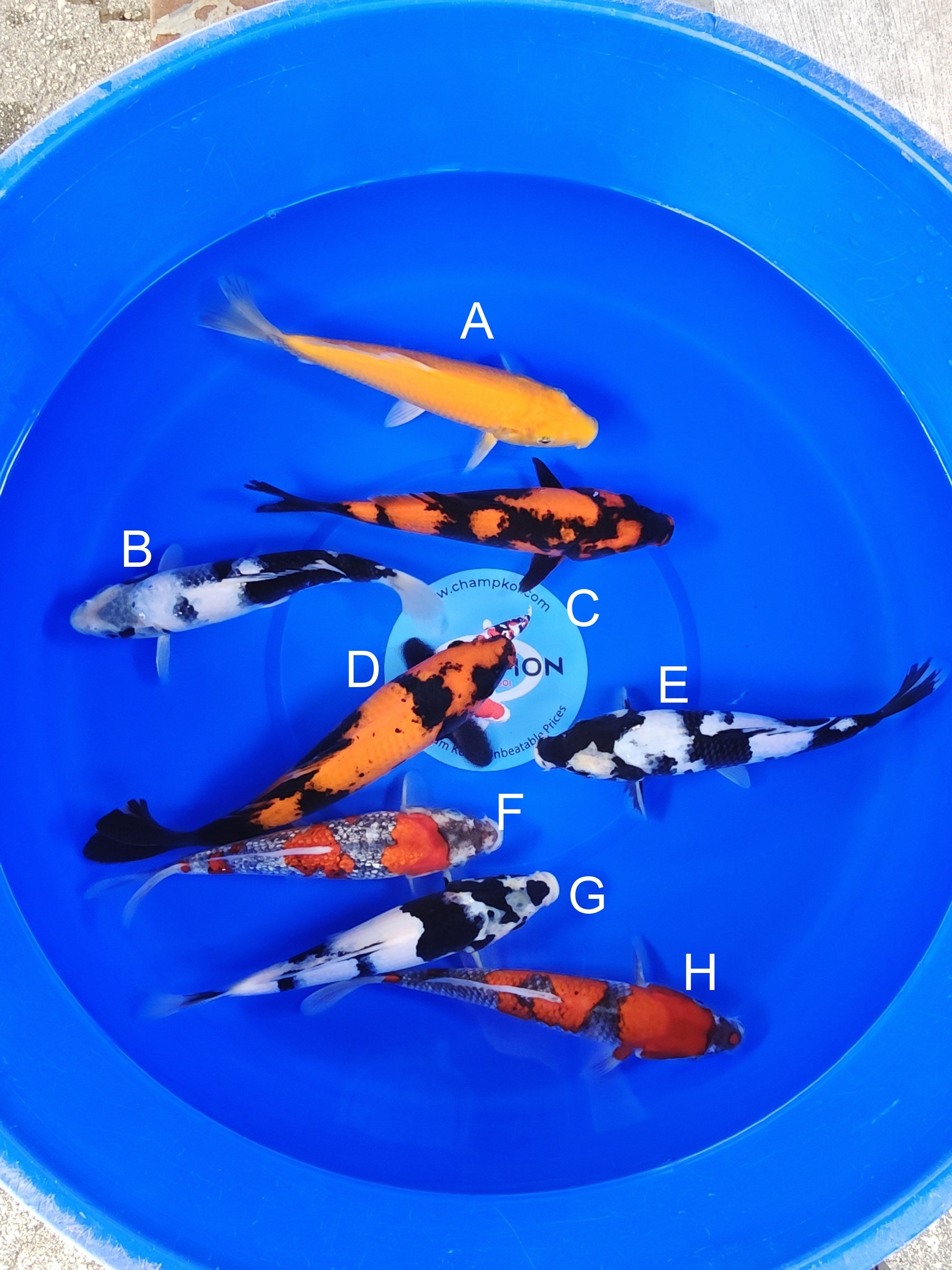Ogata Karashigoi koi for sale — 22-27 cm at ChampKoi